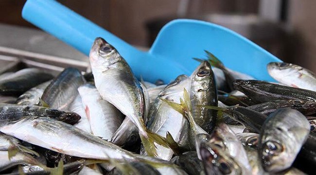 Doğu Karadeniz'den En Fazla Su Ürünü Rusya'ya İhraç Edildi