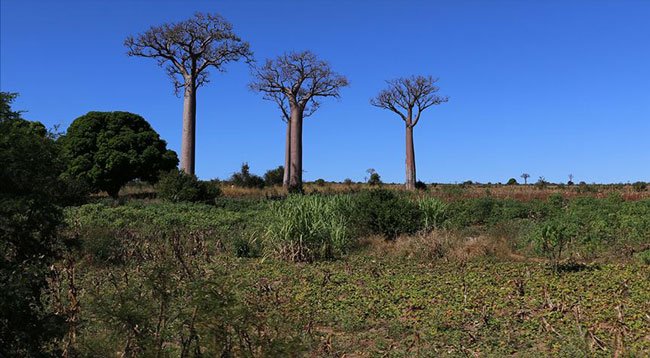 Madagaskar'da Bitkisel Kovid-19 İlacı Geliştirildi