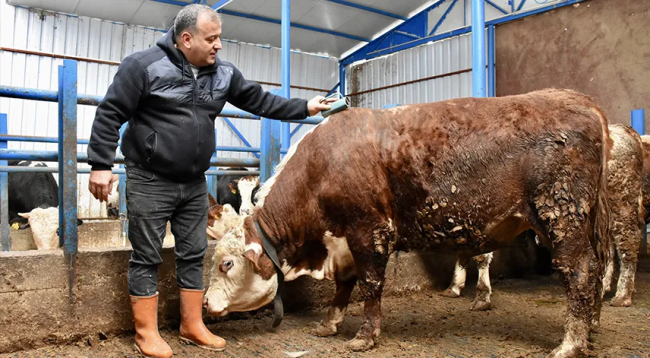 Şehir hayatını bırakıp memleketinde besici oldu